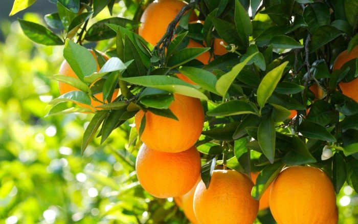 The Soul of Our Soil: Growing Premium Navel Oranges with Nature's Wisdom-vlefooena