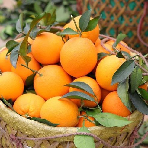 Wholesale Export of Gannan Navel Oranges from China to Singapore 🍊 – Premium Quality for Business Buyers-vlefooena