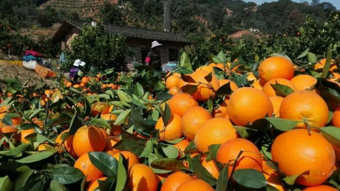 Navel Orange Farmers: 7 Proven Strategies to Boost Profits in Low-Price Markets-vlefooena