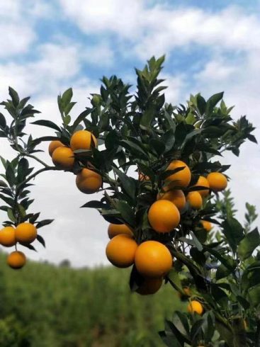 Gannan Navel Oranges: China’s Finest Citrus for Global Export-vlefooena