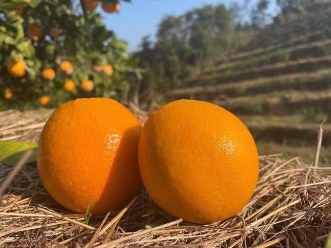 How Much Is the Beautiful Gannan Navel Orange? A Complete Buyer’s Guide-vlefooena