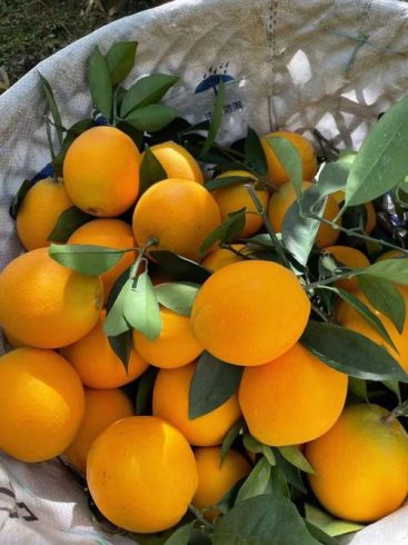 Gannan Navel Oranges: China’s Finest Citrus for Global Export-vlefooena