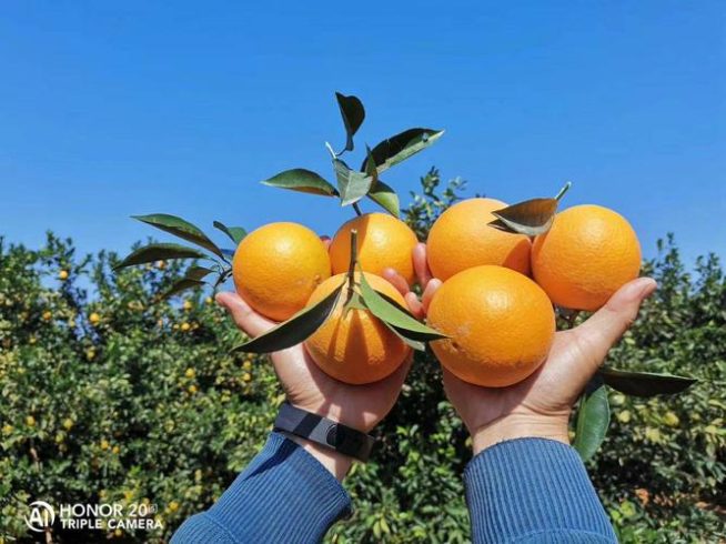 How Much Is the Beautiful Gannan Navel Orange? A Complete Buyer’s Guide-vlefooena