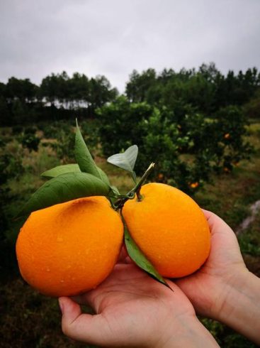 China's Trusted Navel Orange Exporter: Delivering Premium Citrus Worldwide-vlefooena