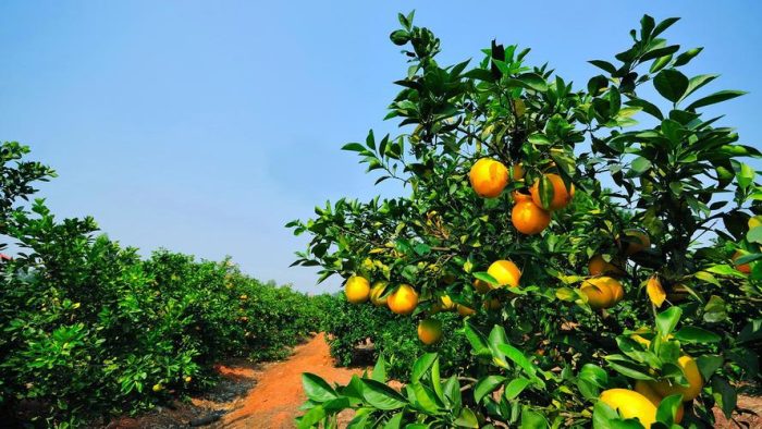 China's Trusted Navel Orange Exporter: Delivering Premium Citrus Worldwide-vlefooena