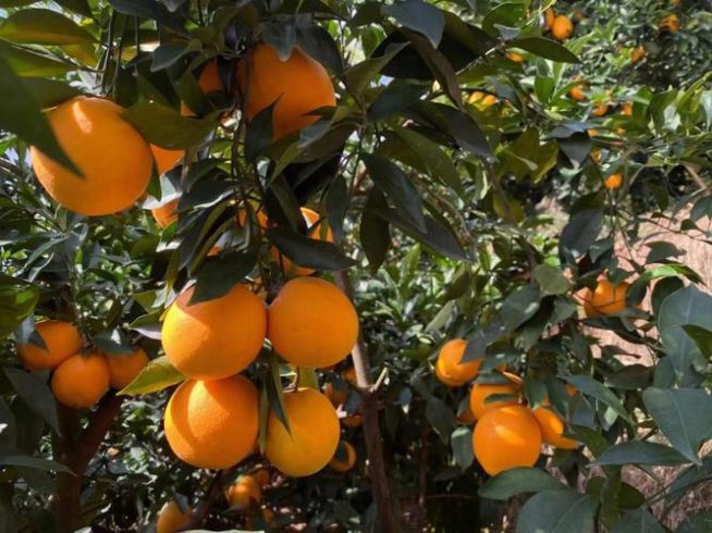 Export of Gannan navel oranges from China to Hong Kong-vlefooena