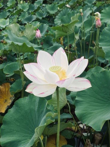 Wholesale of lotus seeds in China, with discounted prices for lotus seeds-vlefooena