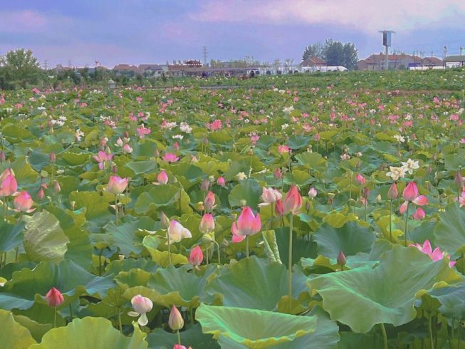 Wholesale of lotus seeds in China, with discounted prices for lotus seeds-vlefooena