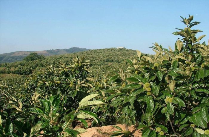 China chestnut planting base wholesale-vlefooena