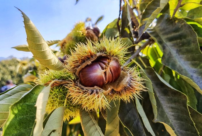 2024 China chestnut production base wholesale supplier-vlefooena