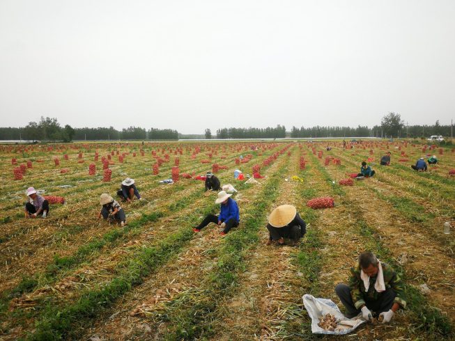 Hometown of Garlic in China-vlefooena