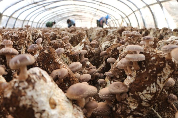 The Quality of Chinese Shiitake Mushrooms: Premium Taste and Nutritional Benefits-vlefooena