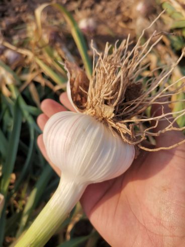 🌱 Diary of Garlic: Tracing Its Origin in China-vlefooena