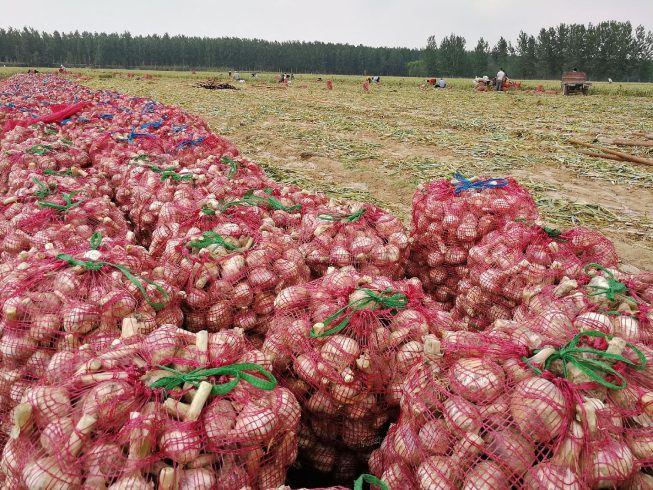 Shouguang garlic, Shandong, China-vlefooena