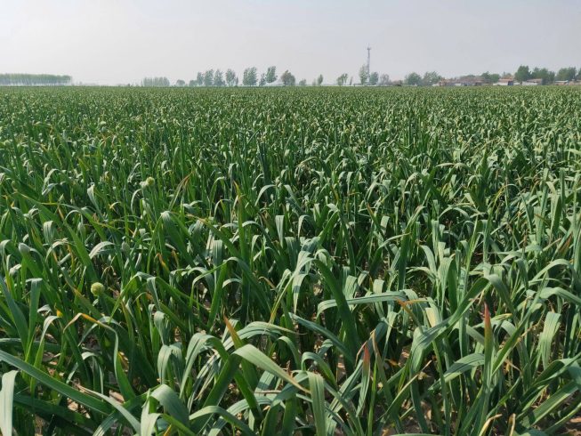 Hometown of Garlic in China-vlefooena