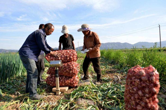 🌱 Diary of Garlic: Tracing Its Origin in China-vlefooena