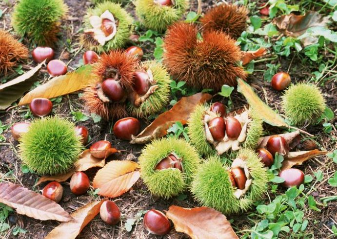 Chestnut, orchard China supplier, fruit farmer-vlefooena