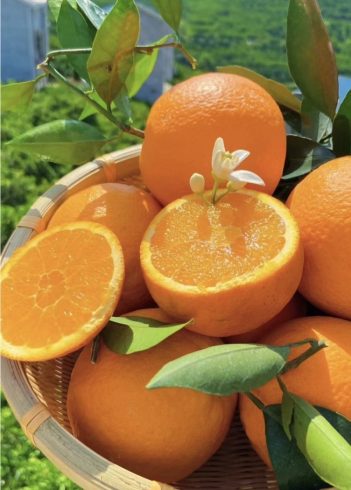 🍊 Fresh Citrus Fruit Wholesale: Global Supply for Supermarkets & Importers-vlefooena