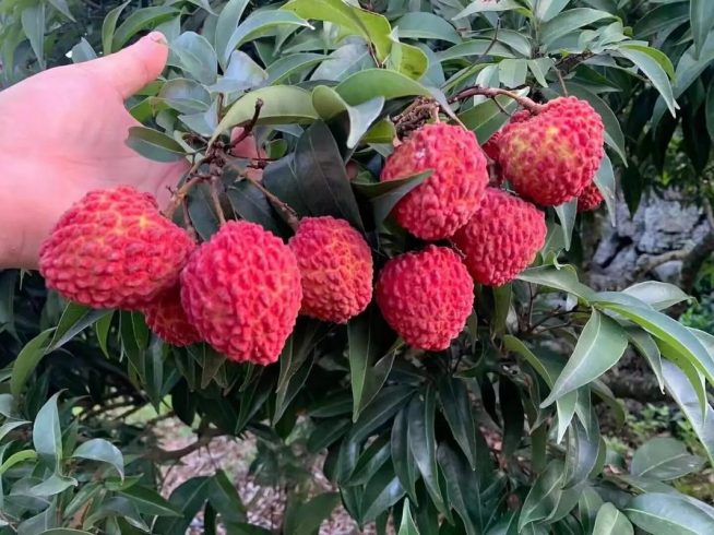 China Lychee Export Market Trends: Data-Driven Insights for Global Importers 🍒📊-vlefooena