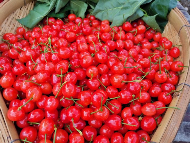 Trusted China Cherry Supplier | Delivering Excellence in Every Shipment-vlefooena