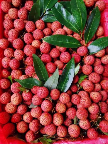 🍒 Buying Lychee from China: A Practical Import Strategy for Professional Fruit Buyers-vlefooena
