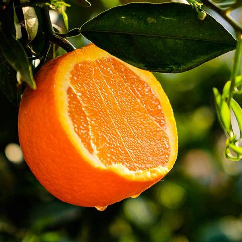 From Our Grove to Your Hands: The Story of a Navel Orange Supplier Committed to Excellence-vlefooena