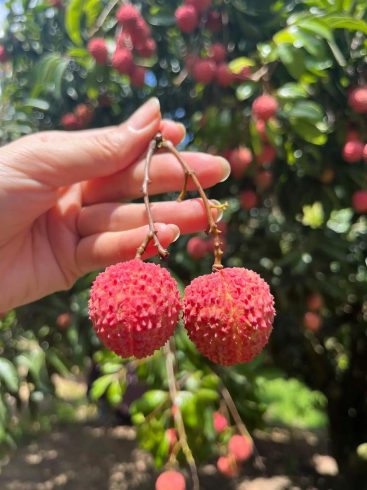 📜 Importing Lychee from China: Regulations, Quarantine Rules & Compliance Guide by Country-vlefooena