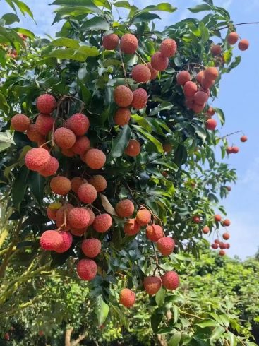 Inside a China Lychee Orchard: From Blossom to Global Export 🍒🌳-vlefooena