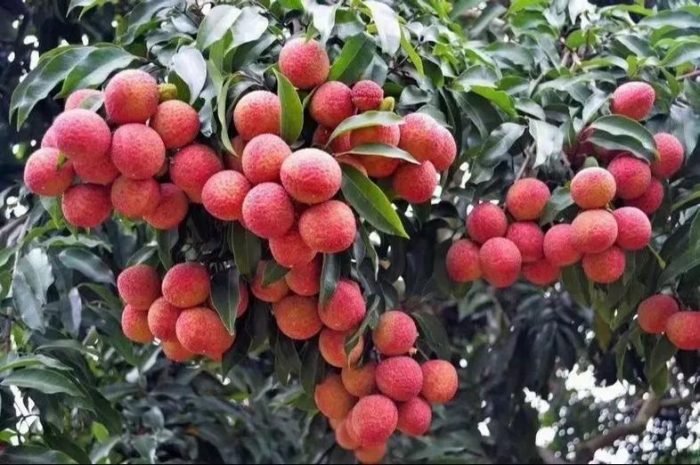 From Port to Plate: How Imported Chinese Lychee Is Sold Overseas 🍒🛒-vlefooena