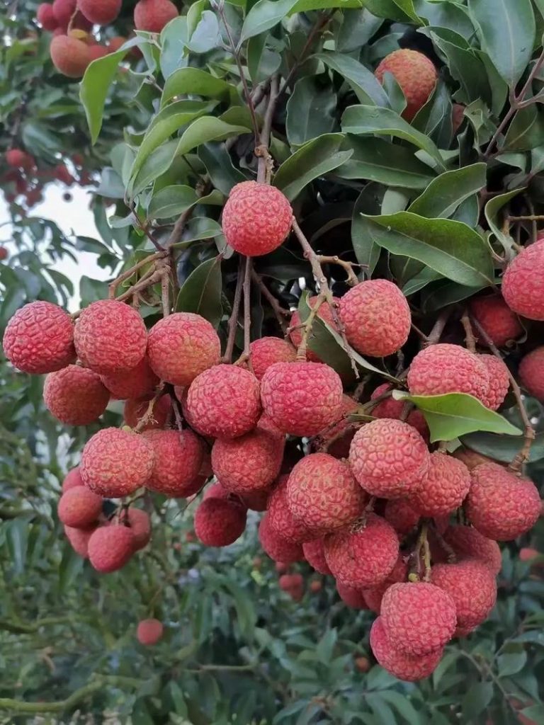 China litchi proveedor