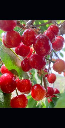 China’s Premier Cherry Suppliers: Redefining Excellence in Global Agriculture-vlefooena