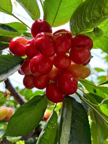 China’s Cherry Suppliers: Driving Global Demand with Sustainable Excellence and Premium Quality-vlefooena