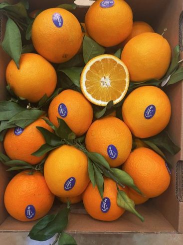 The Story of a Navel Orange Supplier: Cultivating Trust, One Sweet Segment at a Time-vlefooena