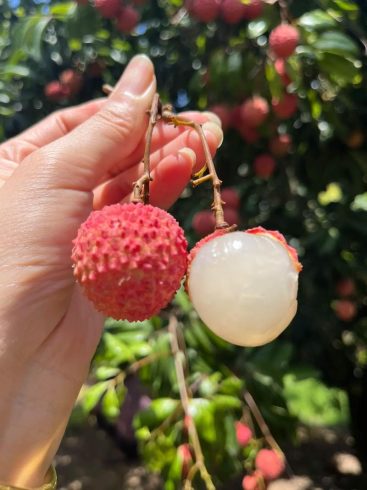 Import Lychee from China to UAE: Regulations, Halal Compliance & Shipping Guide-vlefooena