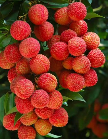 China Lychee Export Market Trends: Data-Driven Insights for Global Importers 🍒📊-vlefooena