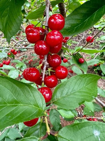 China’s Leading Cherry Suppliers: Elevating Global Produce with Innovation and Integrity-vlefooena