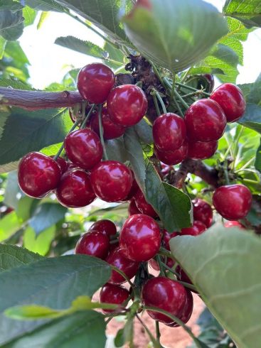 China’s Cherry Suppliers: Redefining Global Fruit Trade with Tech-Driven Sustainability and Unmatched Efficiency-vlefooena