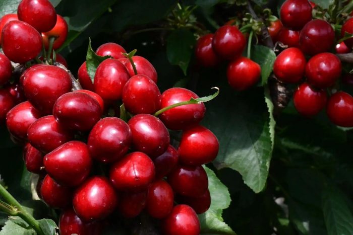 China Fresh Cherry Supplier: Your Trusted Partner in Premium, Sustainable, and Efficient Cherry Sourcing-vlefooena