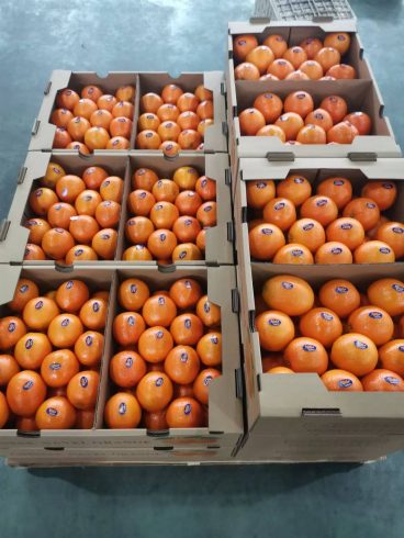 Discover the Excellence of Gannan Navel Oranges: China’s Sweet Treasure from Fertile Land-vlefooena