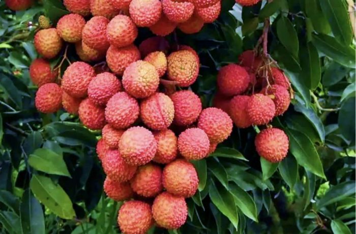 Beyond Fresh Fruit: China’s Lychee Value-Added Products & Export Opportunities 🍒🏭-vlefooena
