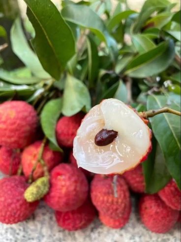 Green Innovation in China’s Lychee Exports: Pioneering Sustainable Practices for Global Markets-vlefooena
