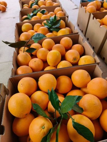 Fresh Gannan Newhall Oranges – Reliable Wholesale Supply for Southeast Asia Markets-vlefooena