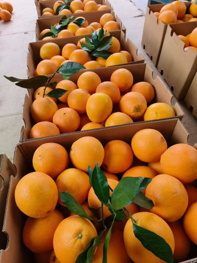 Top-Grade Chinese Navel Oranges for Importers and Wholesalers-vlefooena