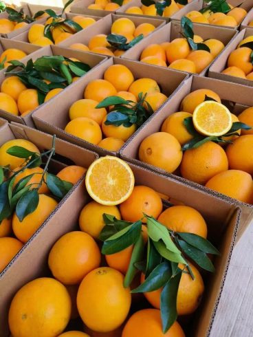Navel Orange Farmers: Boost Profits in 2024 – Top Strategies Backed by Global Data-vlefooena