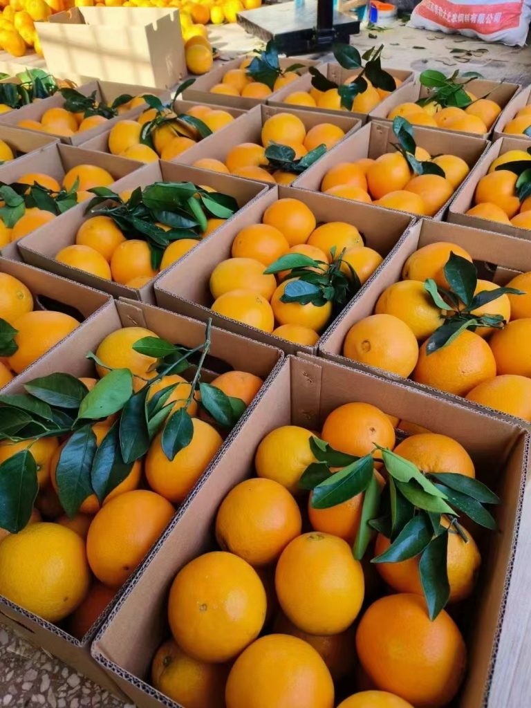 Premium Newhall Oranges from Southern Jiangxi: A Reliable Choice for International Importers 🍊🌍-vlefooena