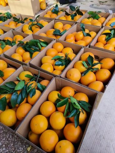 Navel Orange Farmers: Boost Profits in 2024 – Top Strategies Backed by Global Data-vlefooena