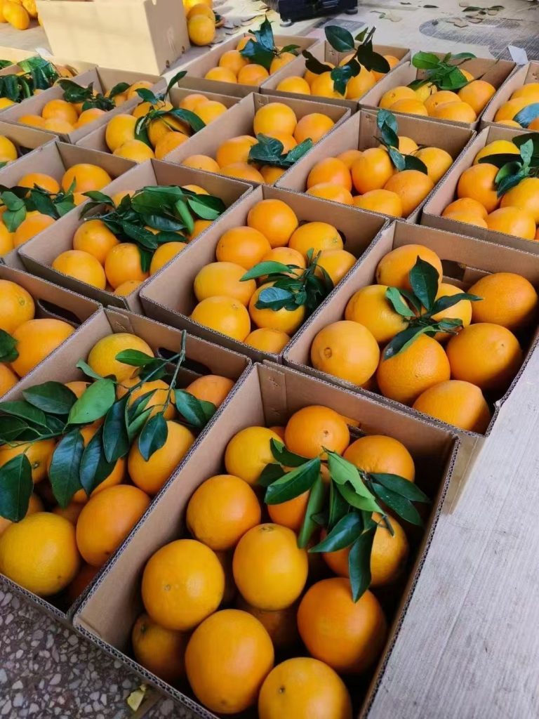Fresh Gannan Newhall Navel Oranges for Export to Southeast Asia-vlefooena
