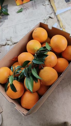 How to Source Premium Wholesale Navel Oranges from a China Supplier-vlefooena
