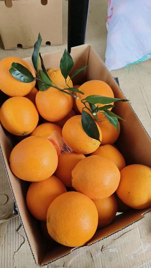 Exporting Sweet and Juicy Newhall Oranges from Southern Jiangxi-vlefooena