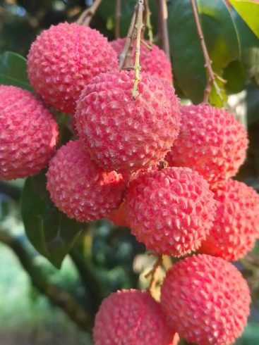 🍒 Importing Lychee from China: A Comprehensive Market, Quality, and Supply Chain Guide for Global Buyers-vlefooena